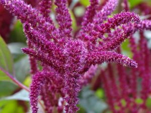 Amaranthus