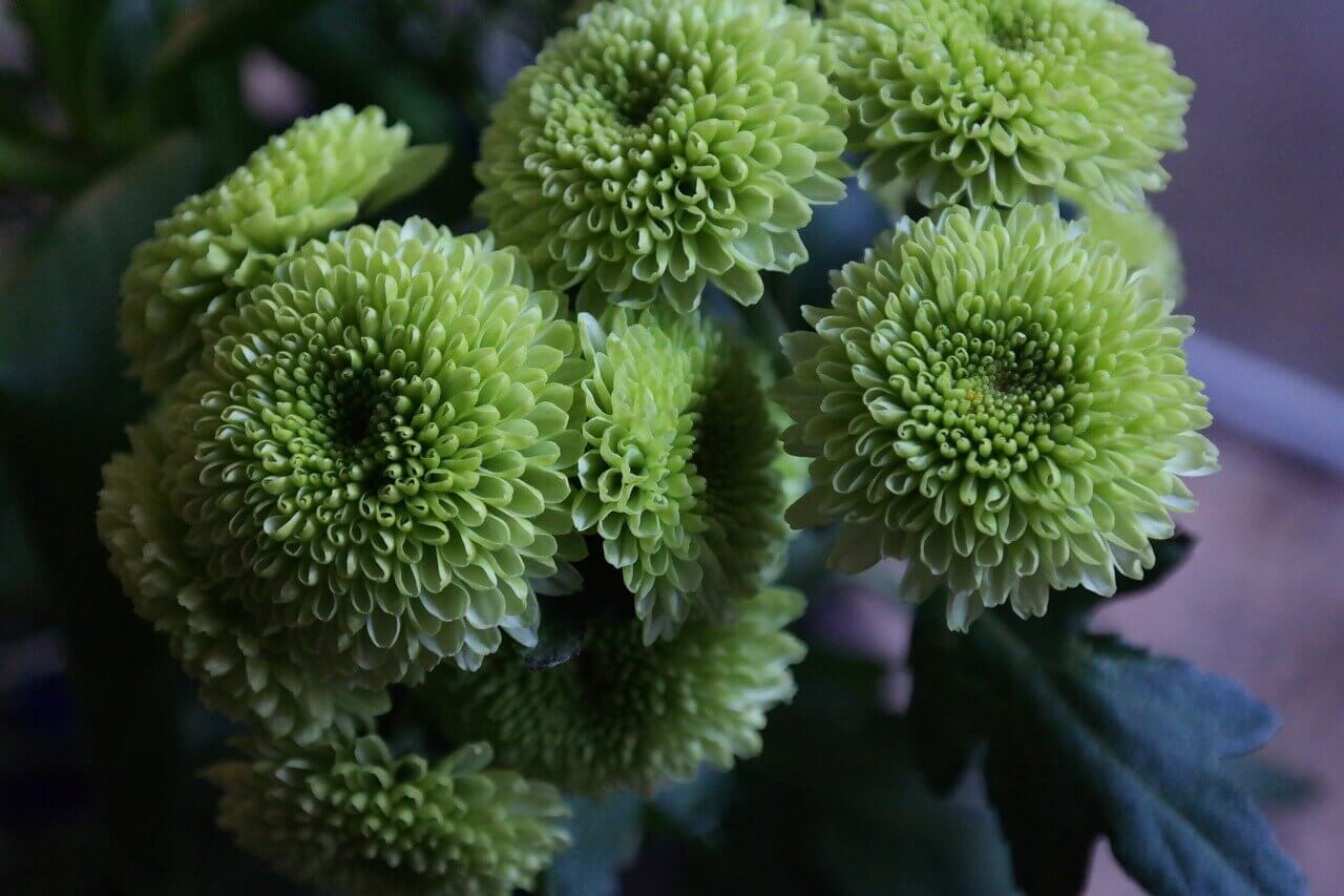 Flowers and Greens Flower Shop | Flower Language