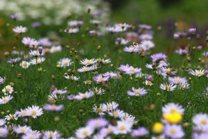 Shasta Daisies