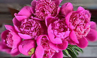 My Peony Valentine