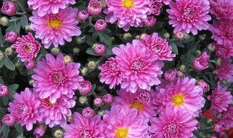 ASTER IS SEPTEMBER BIRTH FLOWER