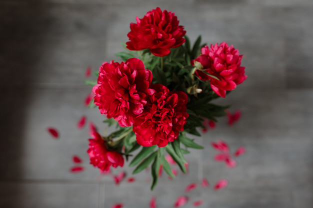 Red Peonies Bouquet Isolated Gray Background 8353 8392