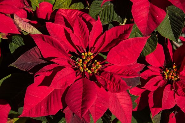 Flowers and Greens Flower Shop | Poinsettia: A Christmas Tale