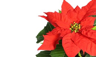 Poinsettia: A Christmas Tale