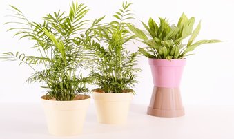 How to Take Care of Indoor Plants During Cold and Rainy Season