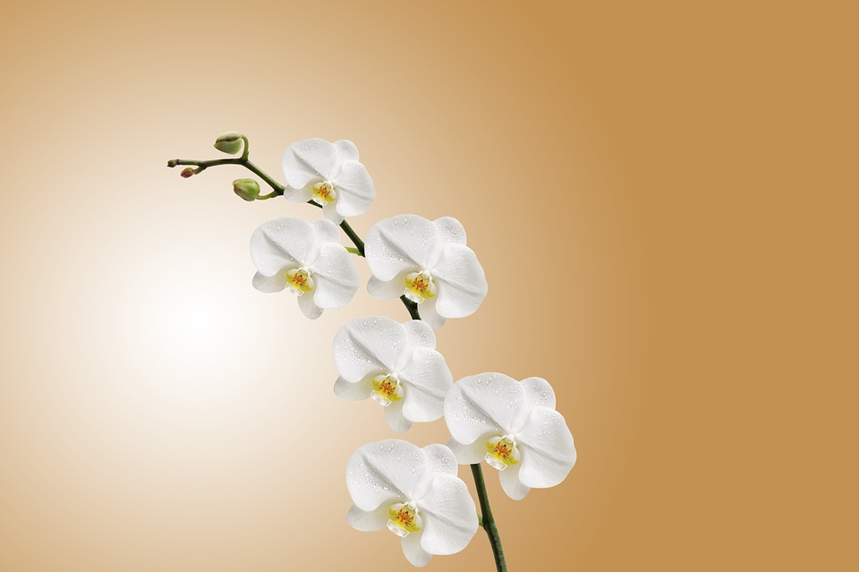 Orchid